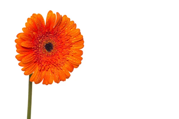 Gerbera — Stockfoto