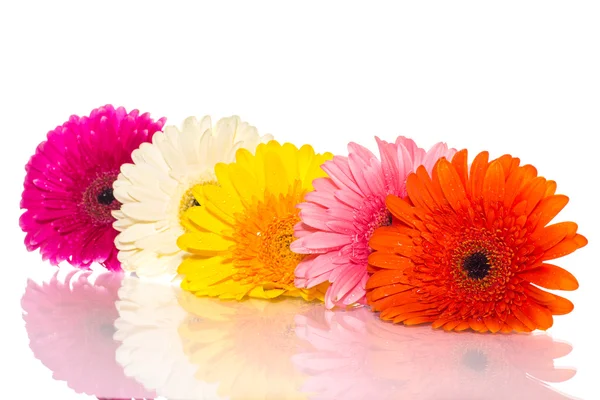 Gerbera — Stock fotografie