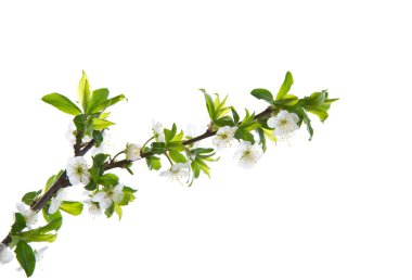 bahar çiçekleri, meyve ağaçları