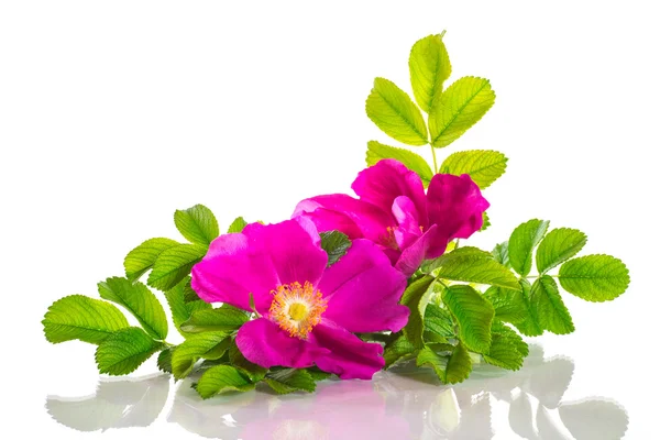 Wild Rose blooming — Stock Photo, Image