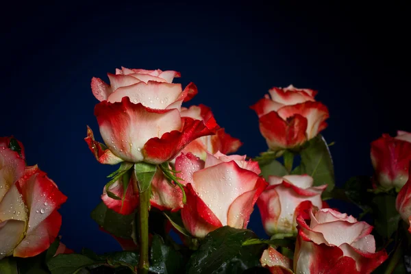 Ramo de hermosas rosas —  Fotos de Stock