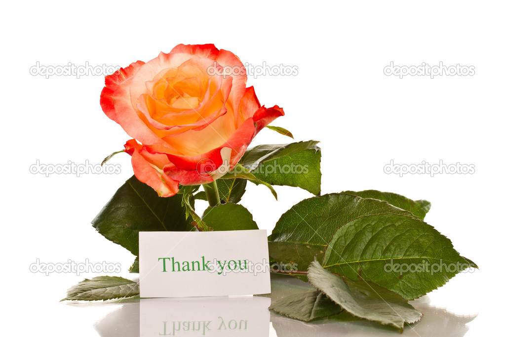 Thanks to the blooming roses