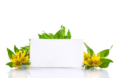 güzel sarı yaz çiçekleri