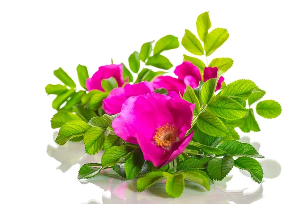 Rosa salvaje floreciendo — Foto de Stock