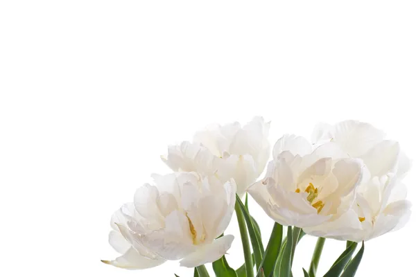 Witte tulpen — Stockfoto