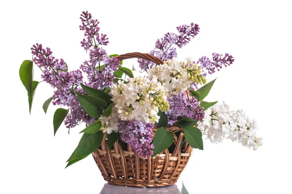 Lilac — Stock Photo, Image