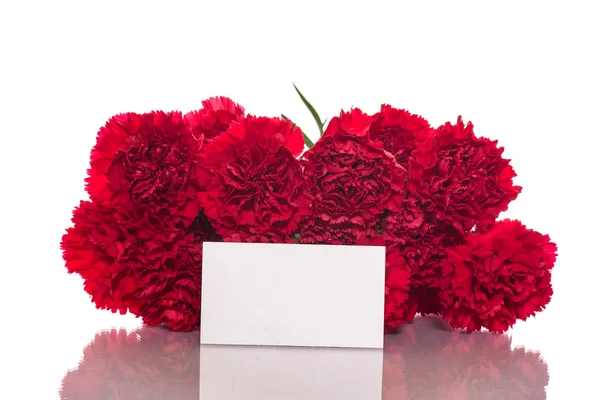 Red carnation — Stock Photo, Image