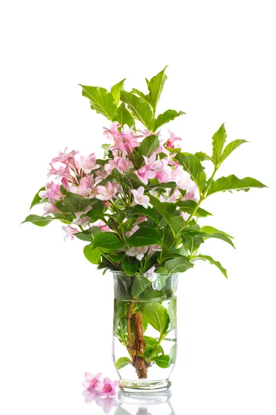 Weigel beautiful blooming flowers — Stock Photo, Image