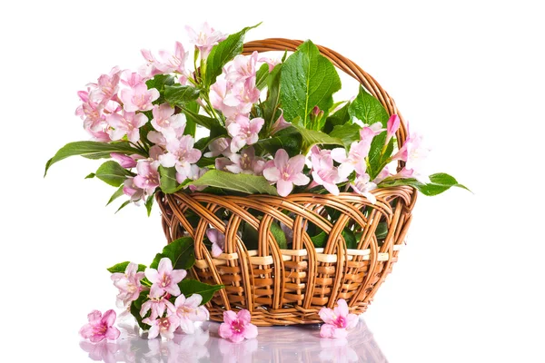 Weigel beautiful blooming flowers — Stock Photo, Image