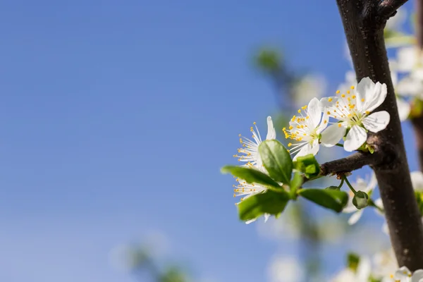 Flores de cereja de primavera — Fotografia de Stock