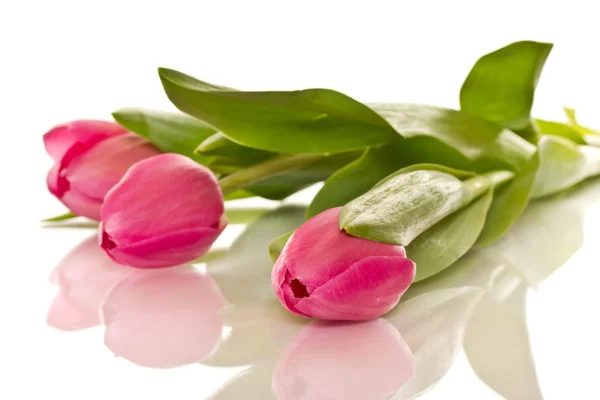 Beautiful bouquet of tulips — Stock Photo, Image