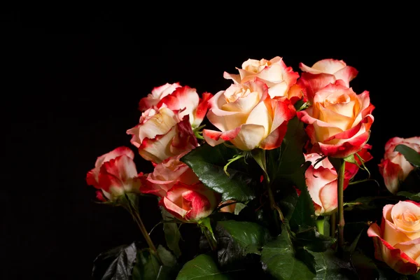 Schöne Rosen — Stockfoto