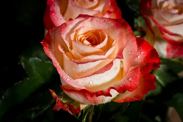 Ramo de hermosas rosas —  Fotos de Stock