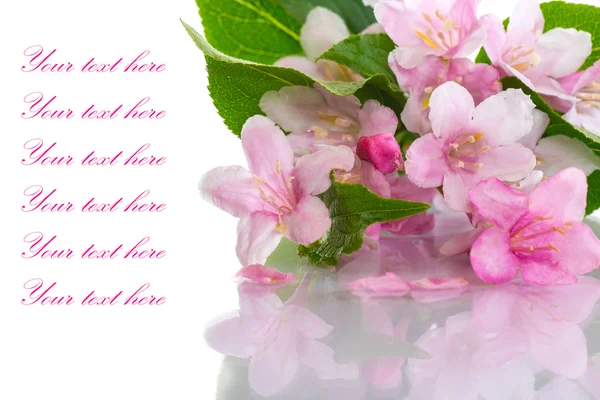 Weigel beautiful flowers — Stock Photo, Image