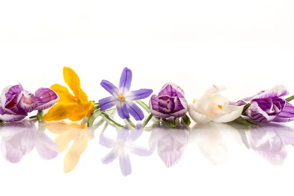 크 로커 스의 아름 다운 꽃 — 스톡 사진