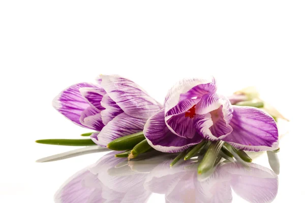 Schöne Blüten der Krokusse — Stockfoto