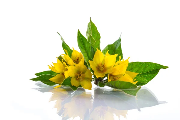Красивые желтые летние цветы — стоковое фото