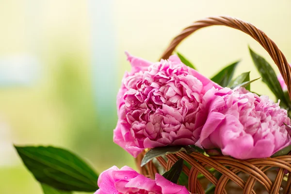 Peonies — Stock Photo, Image