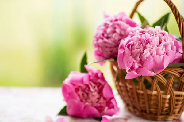 Peonies — Stock Photo, Image