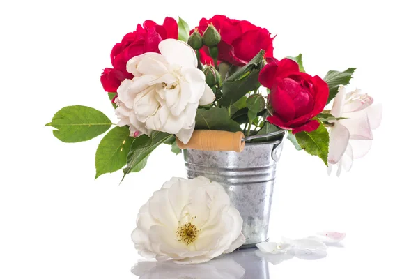 Red and white rose — Stock Photo, Image