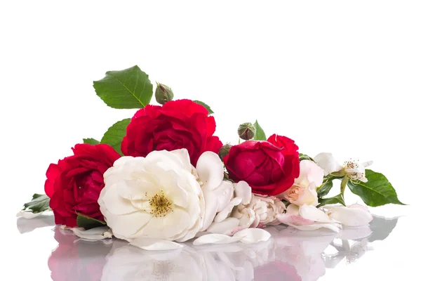 Червона і біла троянда — стокове фото