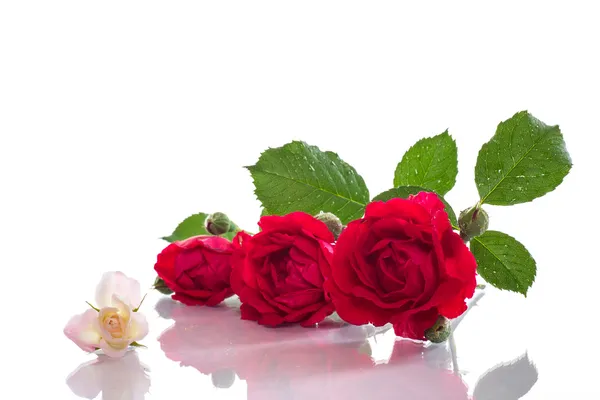 Червона і біла троянда — стокове фото