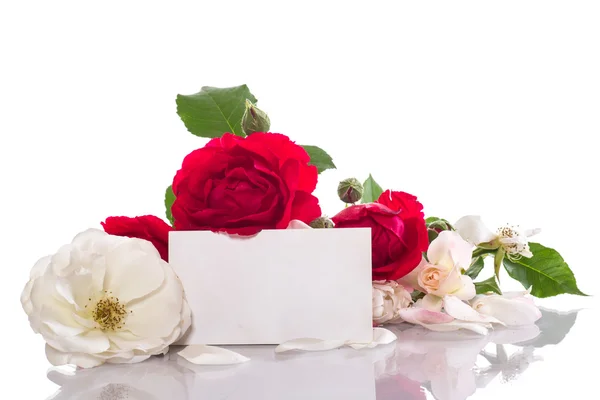 Red and white rose — Stock Photo, Image