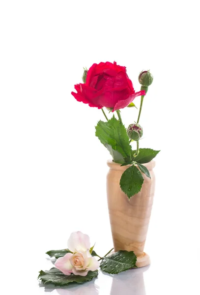 Красно-белая роза — стоковое фото