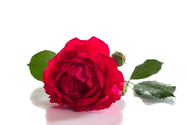 Rote Rose — Stockfoto