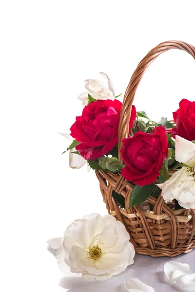 Červená a bílá růže Stock Obrázky
