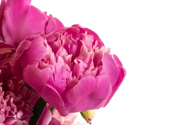 Pink peonies — Stock Photo, Image