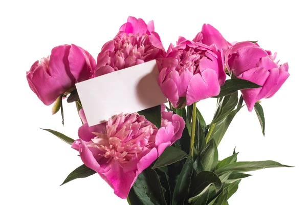 Pink peonies — Stock Photo, Image