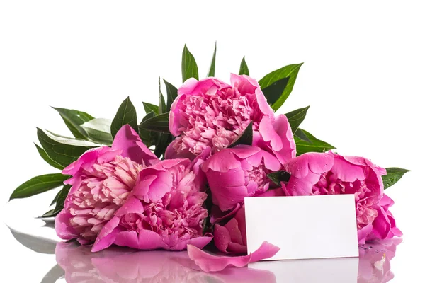 Pink peonies — Stock Photo, Image