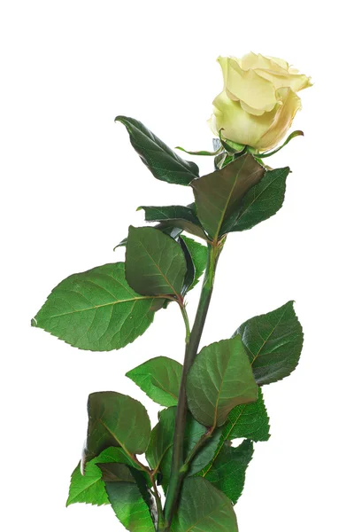 Rose — Stock Photo, Image