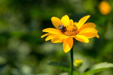 Heliopsis