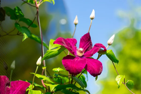 Clematis — Stockfoto