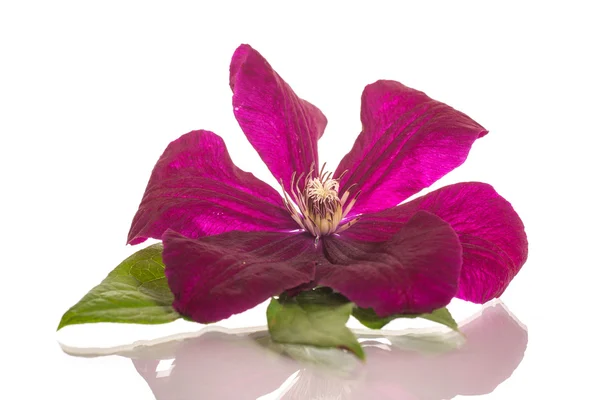 Clematis — Stock fotografie