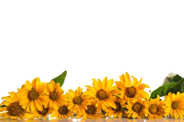 Heliopsis — Stock Photo, Image