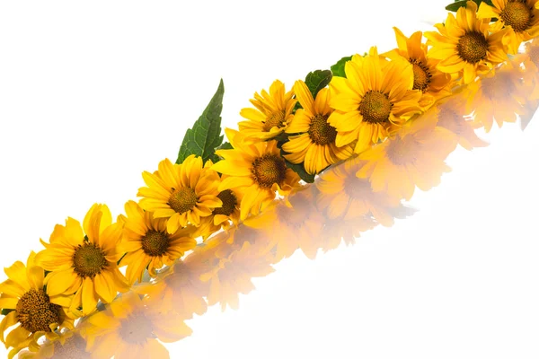 Heliopsis — 스톡 사진