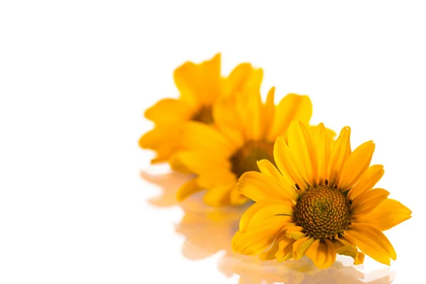 Heliopsis — Stock Photo, Image