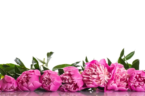 Pink peonies — Stock Photo, Image