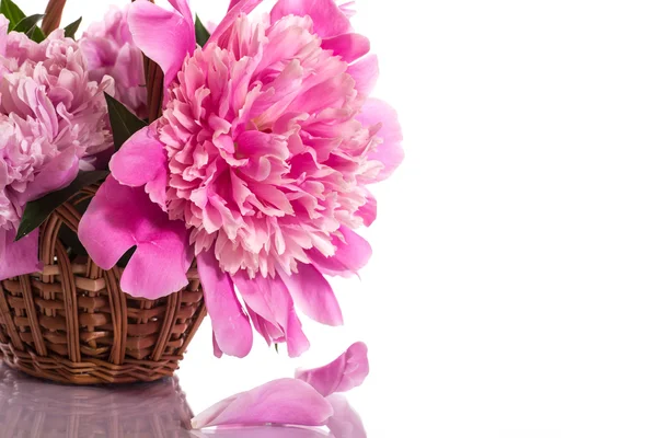 Pink peonies — Stock Photo, Image