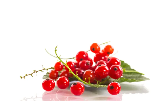 Redcurrant — Stock Photo, Image