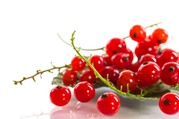 Redcurrant — Stock Photo, Image