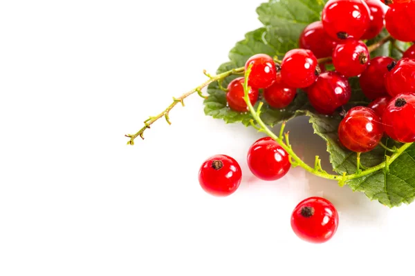 Redcurrant — Stock Photo, Image