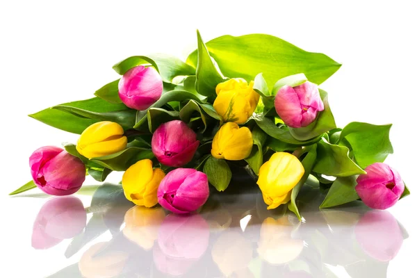 Żółty i różowy tulipany pojedyncze — Zdjęcie stockowe