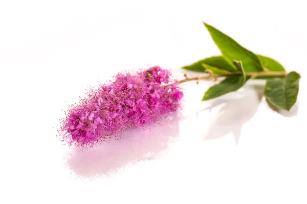 Spiraea — Stock Photo, Image