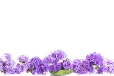 Ageratum