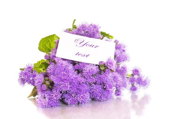 Ageratum — Stock Fotó