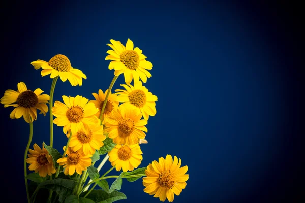 Beautiful yellow flowers — Stock Photo, Image